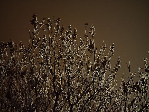 Another Touch of Frost