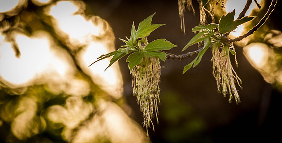 Day 135 - May 14: Just Hangin'