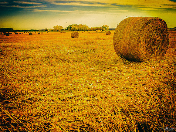 Harvest Season