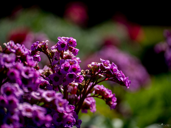 A Little Pinky Purple