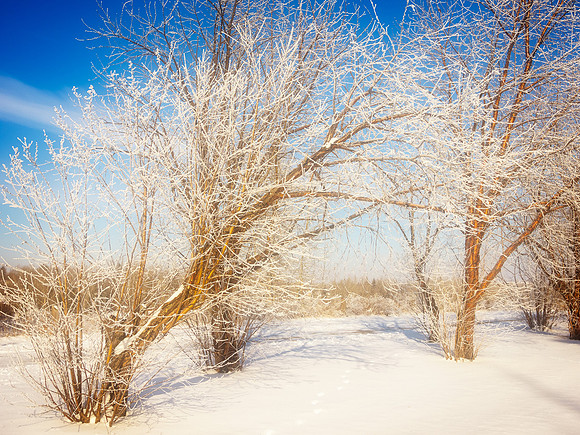 Frosty