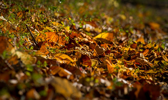The Fallen