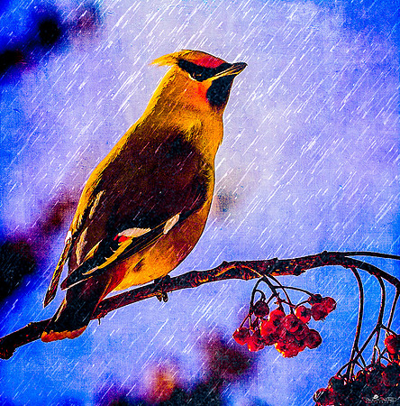 I Can't Stand the Rain