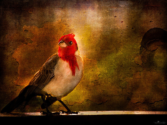 Kauai's Red Crested Cardinal