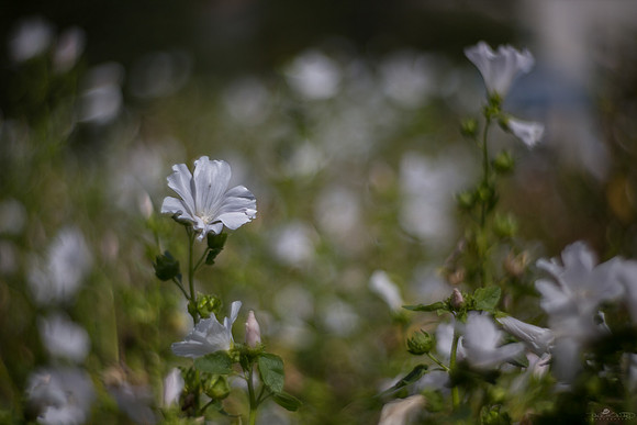 Petzval Test 6