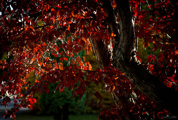 Fall Coloured Red