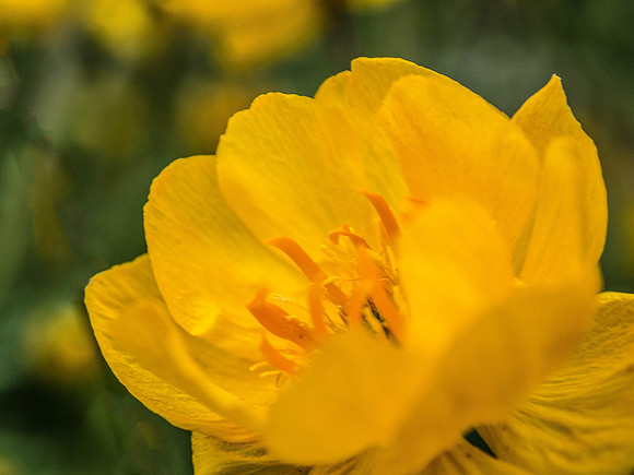 Day 153 - May 31: Mellow