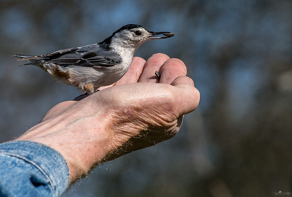 A Nuthatch in Hand