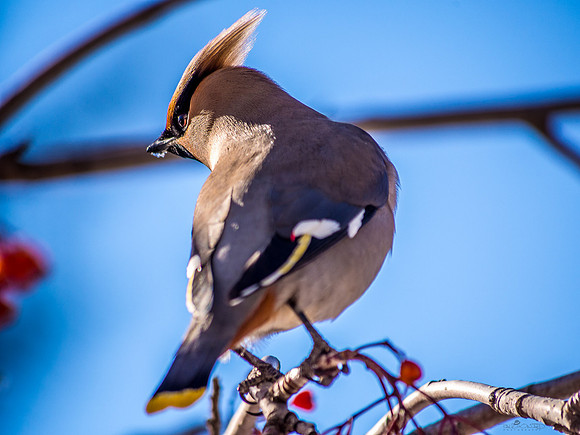 Waxwing Out on a Limb