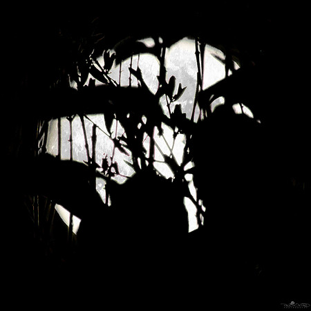 Supermoon Through the Lilacs