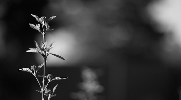 In the Garden