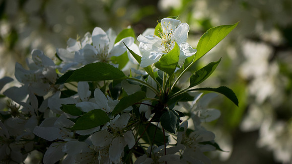 Blossoming