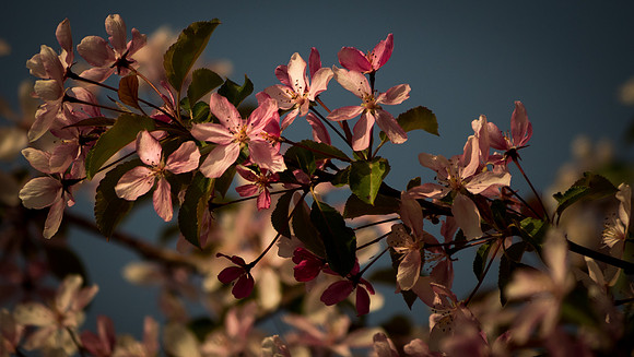 Pink by Request