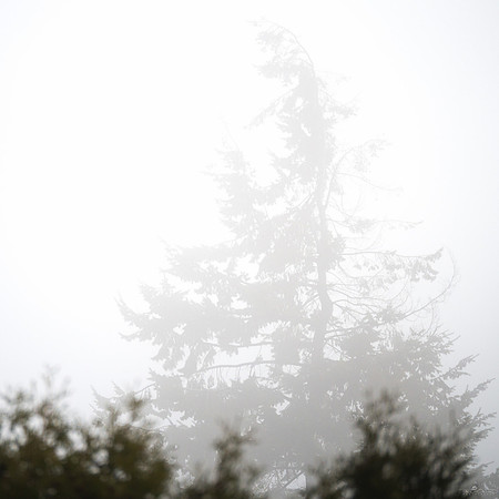 Through the Mist