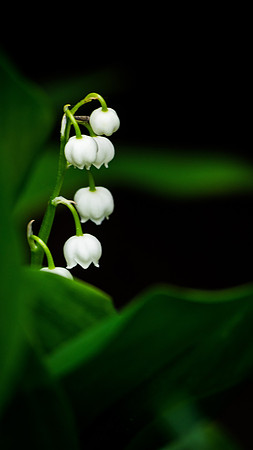 Lily, Lily, Lily