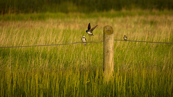 Dropping In For a Visit