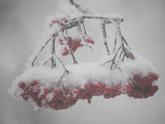 Berry, Berry Cold