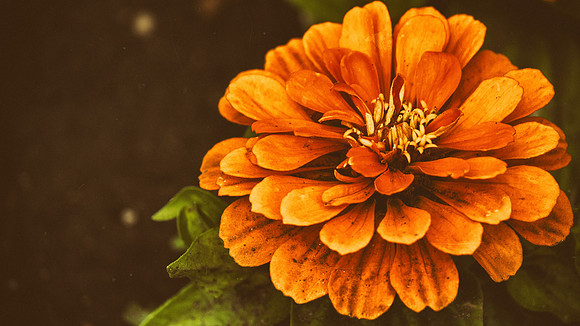 A Dirty Little Flower