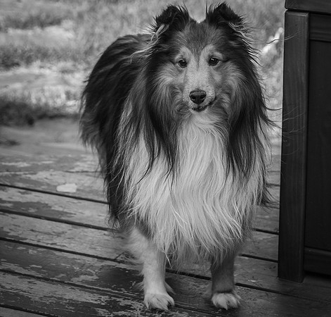 Rocky