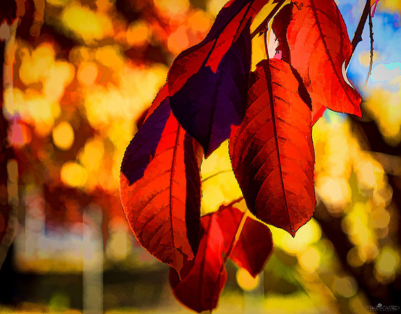 More Red Leaves