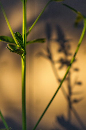One Thin Stalk