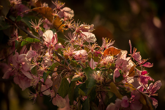 Blossomy