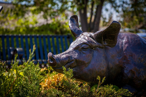 Day 148 - May 27: Francis the Pig