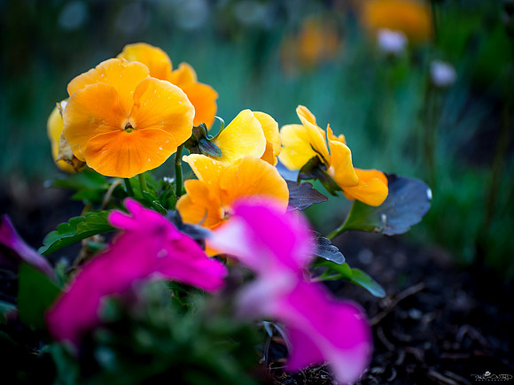 A Pop of Colour