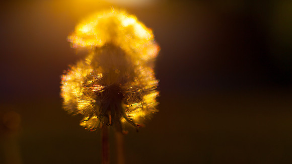 A Fleeting Wish at 1/3200 of a Second