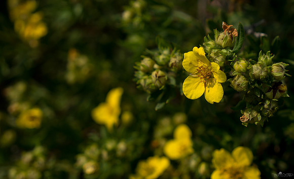 Monday Morning Flowers