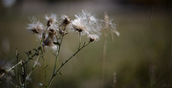 Dandelion