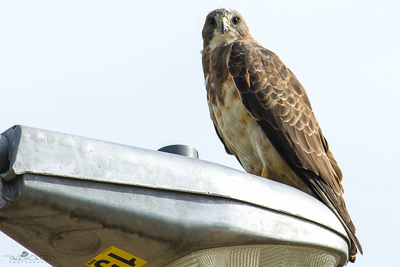 The Hawk