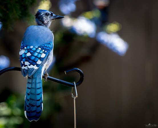 Blue on Blue