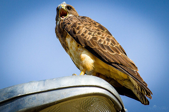 The Hawk 2