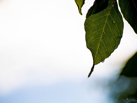 One Wet Leaf