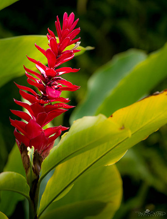 Remembering Kauai
