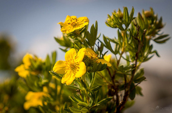 Yellow
