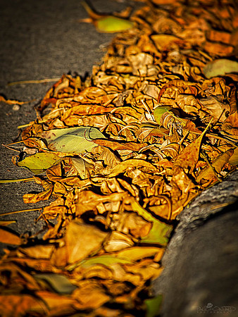 Leaves
