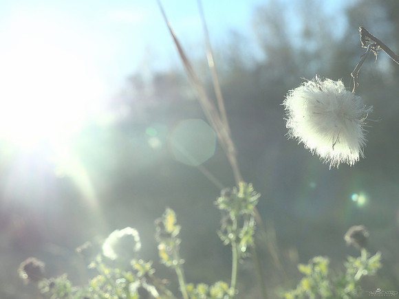 Soft
