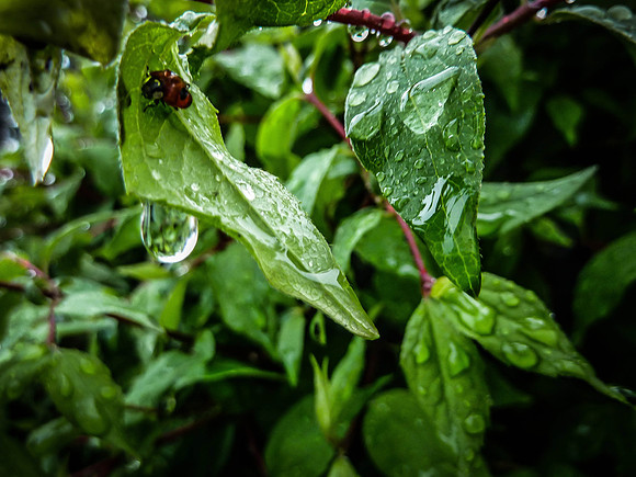 Day 145 - May 24: And Then the Rains Came