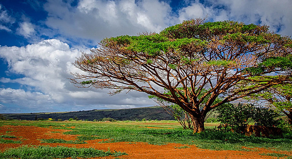 Kauai - 28