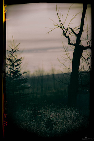 Don't Go Into the Woods