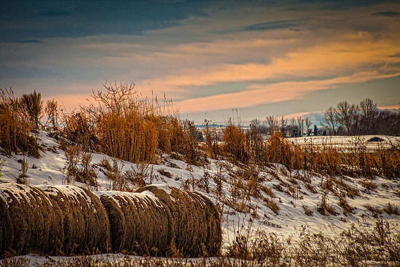 Day 29 - Jan 29: Fields of Gold