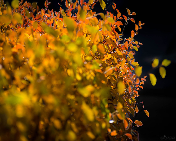 Fall Colour