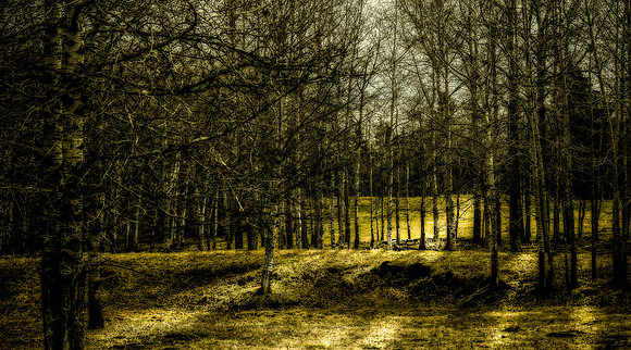 The Woods-1