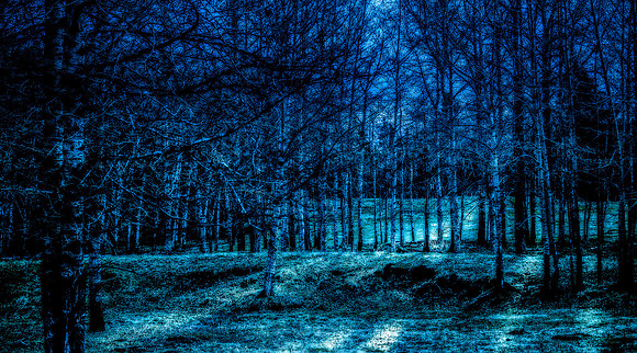 The Woods-2