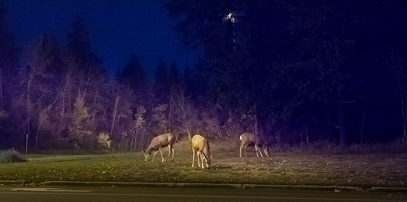 Oh Deer!!