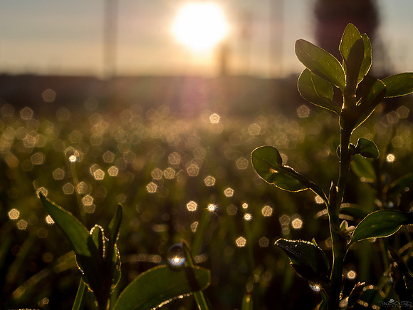 Morning Dew