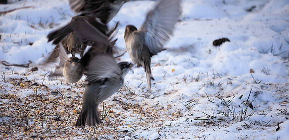 Frenzy