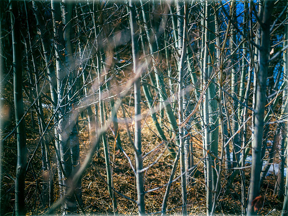 Through the Wood to Grandma's House